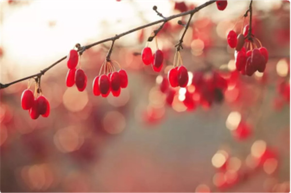 「重陽節(jié)話酒」 一杯重陽酒 活到九十九371.jpg