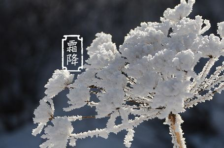 今日霜降 _ 露凝為霜知霜降，滴酒品后知濃香96.png