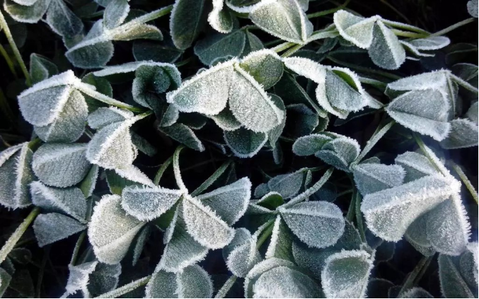 今日霜降 _ 露凝為霜知霜降，滴酒品后知濃香203.png